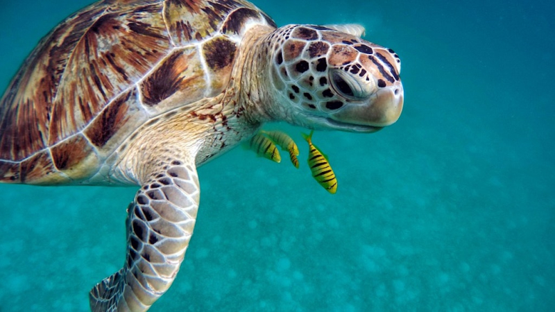 6 Underwater Restaurants in the Maldives